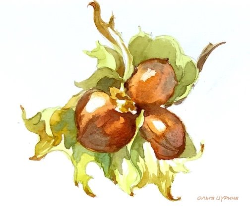 14.к бурундук